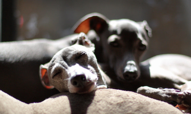 Italian greyhound outlet shop