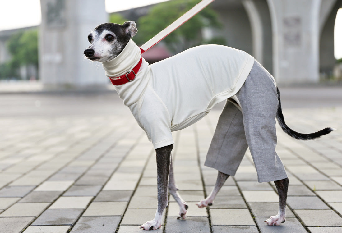 Menasa-canvas (solid)