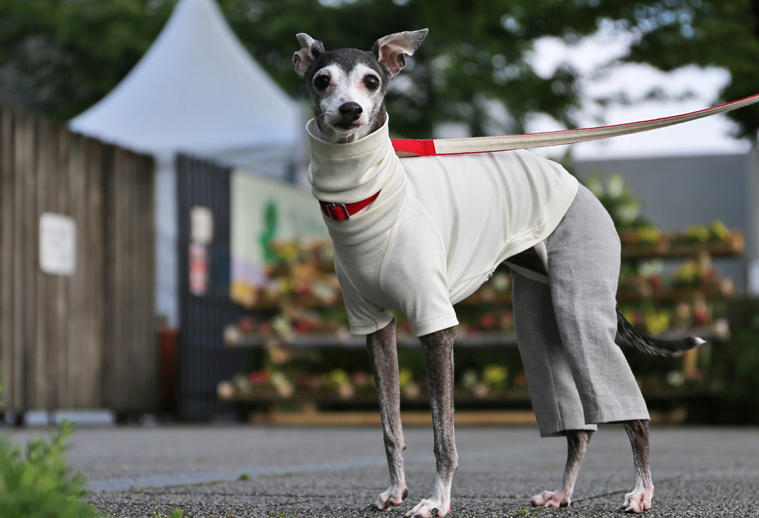 Menasa-canvas (solid)