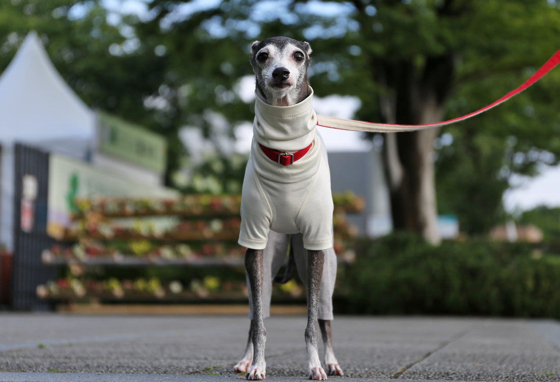 Menasa-canvas (solid)