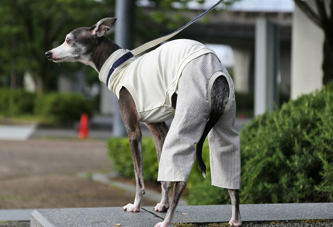 Menasa-canvas (striped)