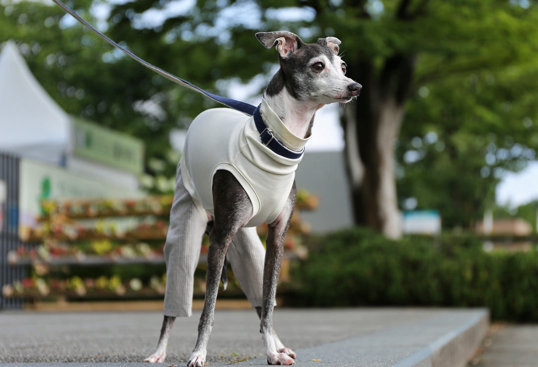 Menasa-canvas (striped)