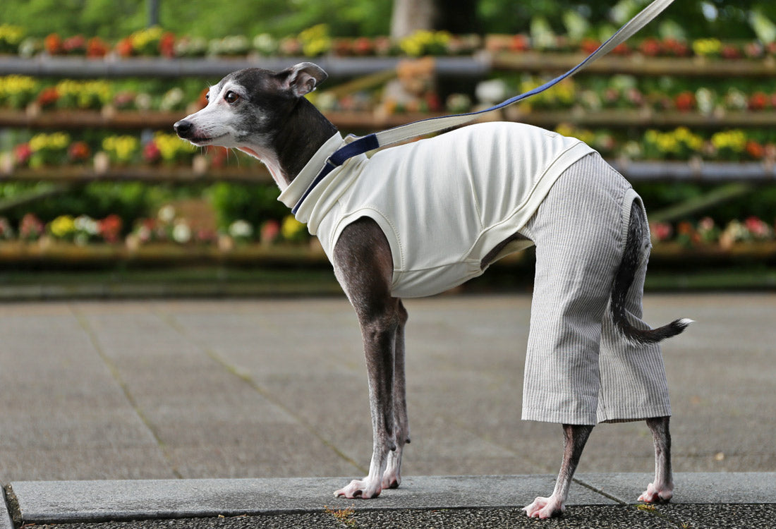 Menasa-canvas (striped)