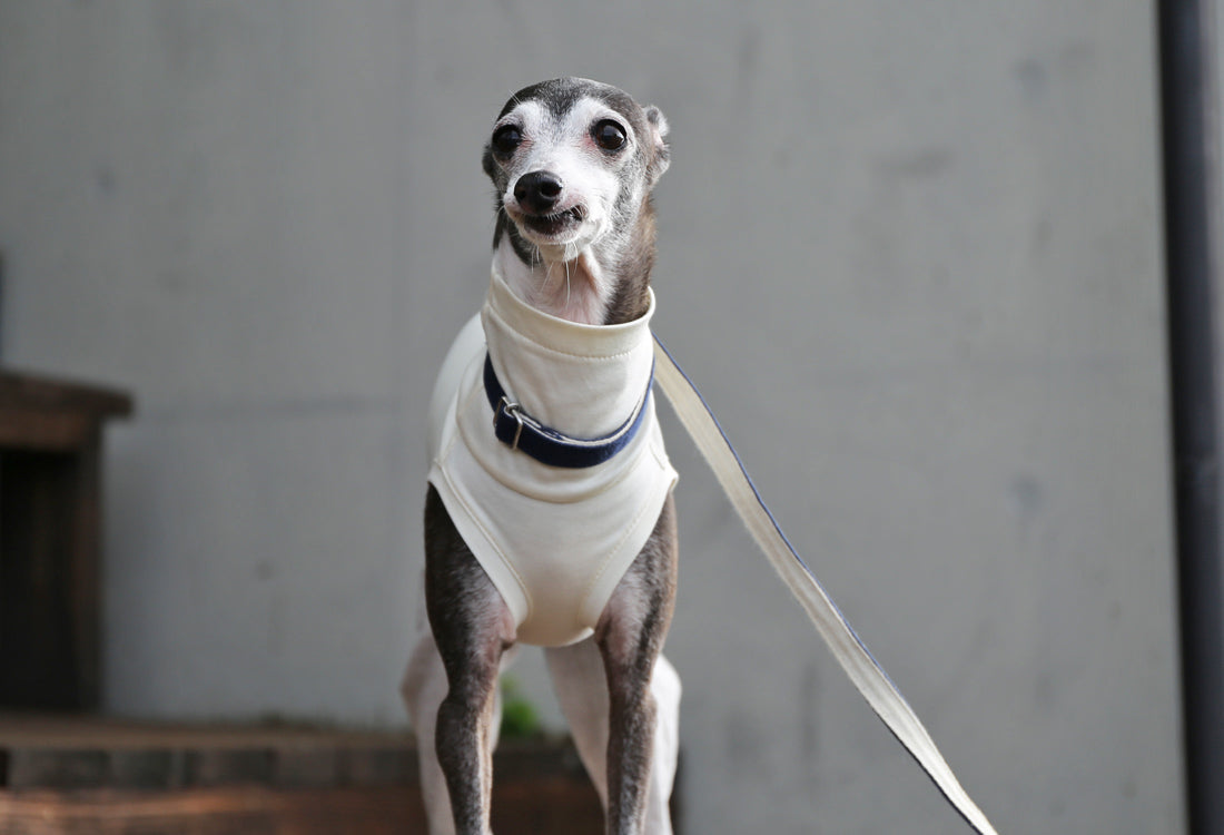 Menasa-canvas (striped)