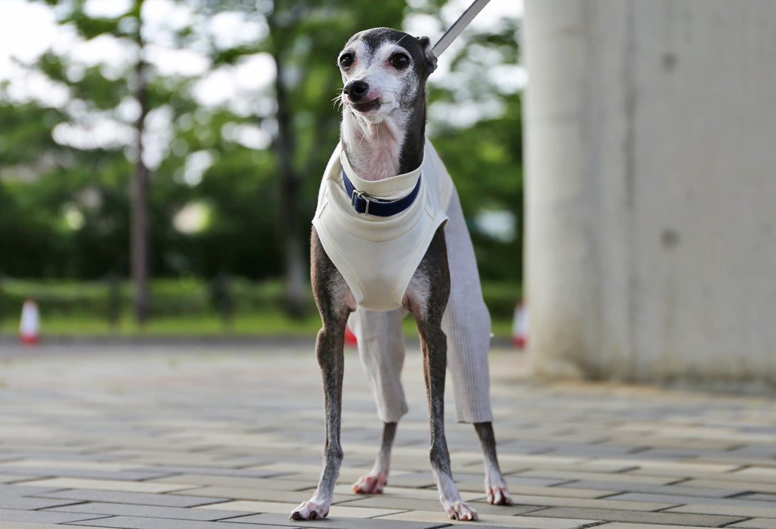 Menasa-canvas (striped)