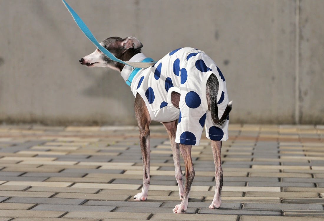 Mizutama (white) - Italian Greyhound Clothes