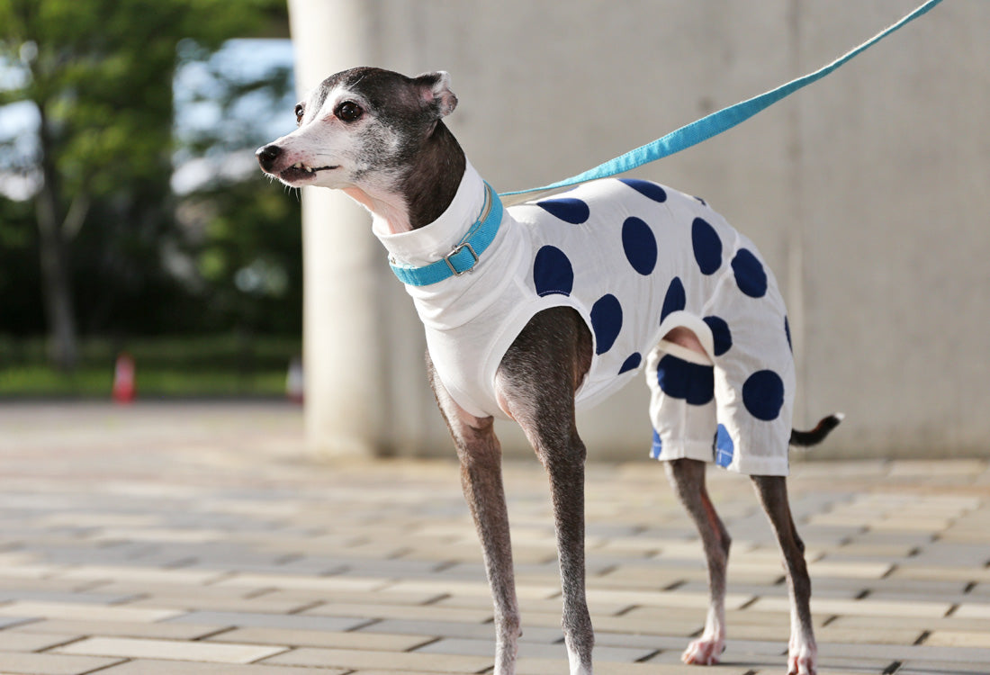 Mizutama (white) - Italian Greyhound Clothes