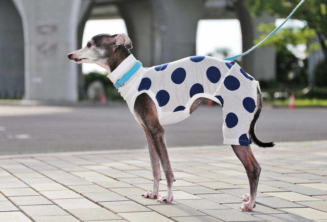 Mizutama (white) - Italian Greyhound Clothes