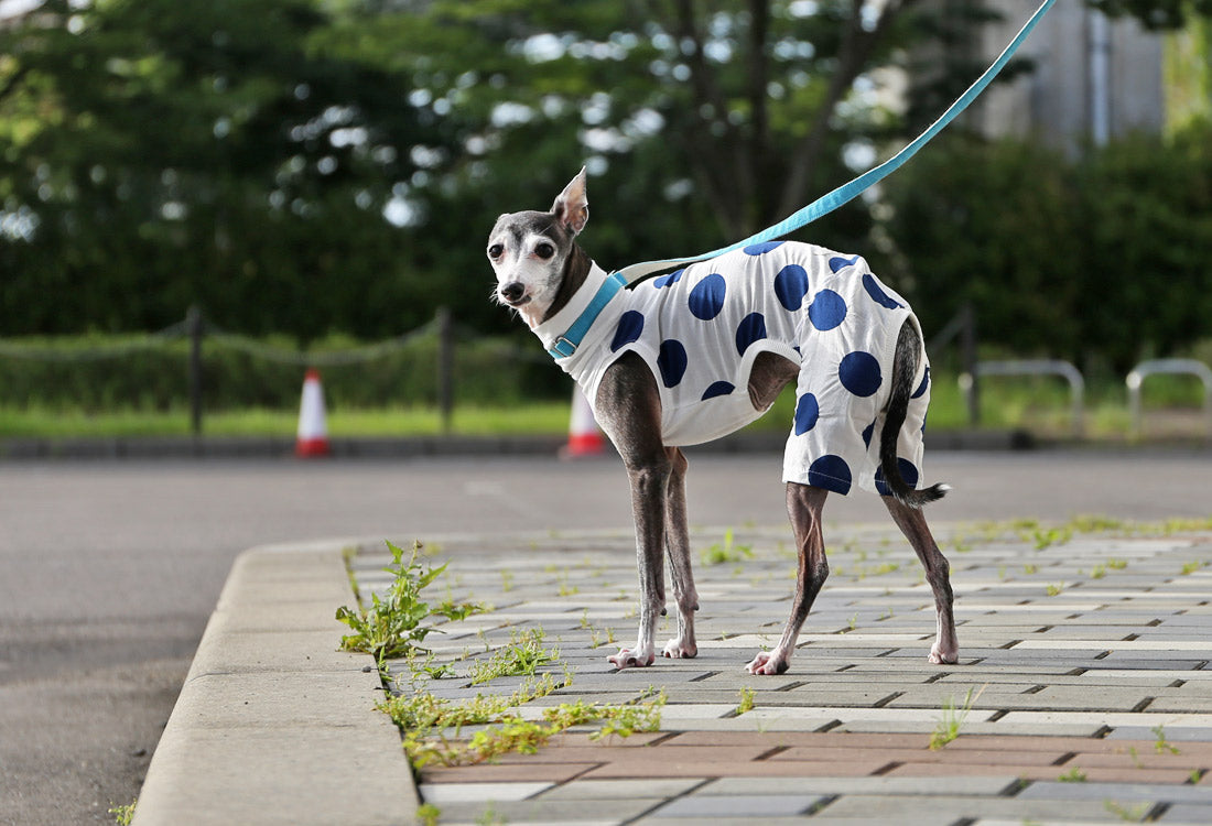 Mizutama (white) - Italian Greyhound Clothes