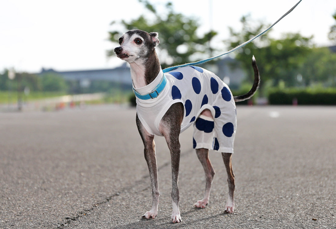 Mizutama (white) - Italian Greyhound Clothes