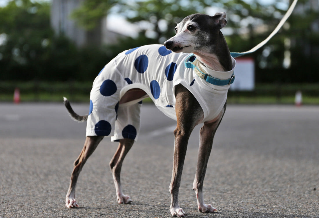 Mizutama (white) - Italian Greyhound Clothes