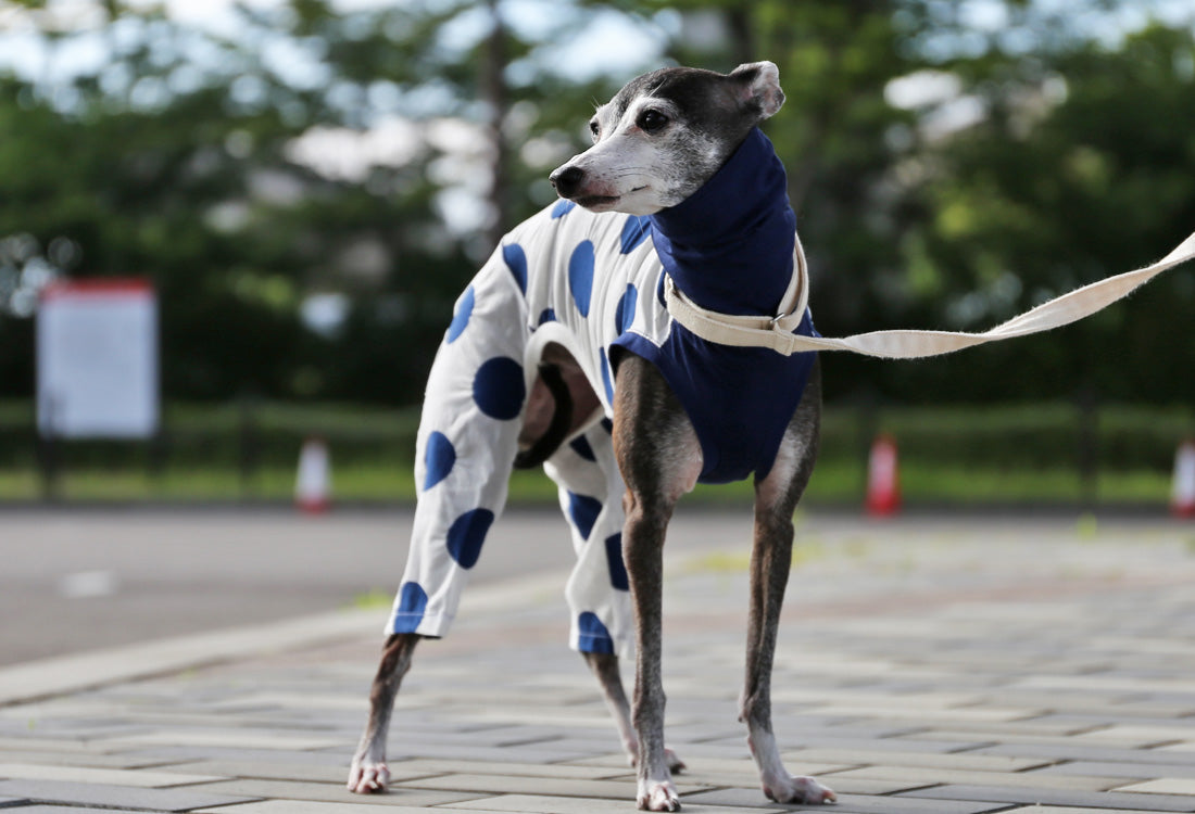 Mizutama (navy) - Italian Greyhound Clothes