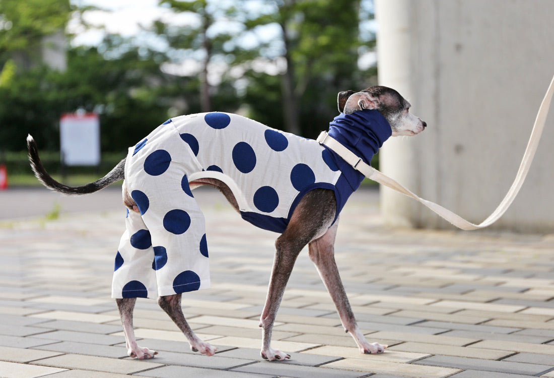 Mizutama (navy) - Italian Greyhound Clothes
