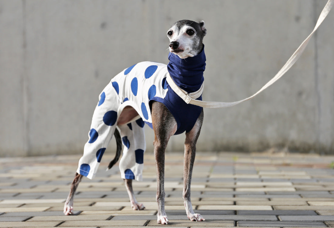 Mizutama (navy) - Italian Greyhound Clothes