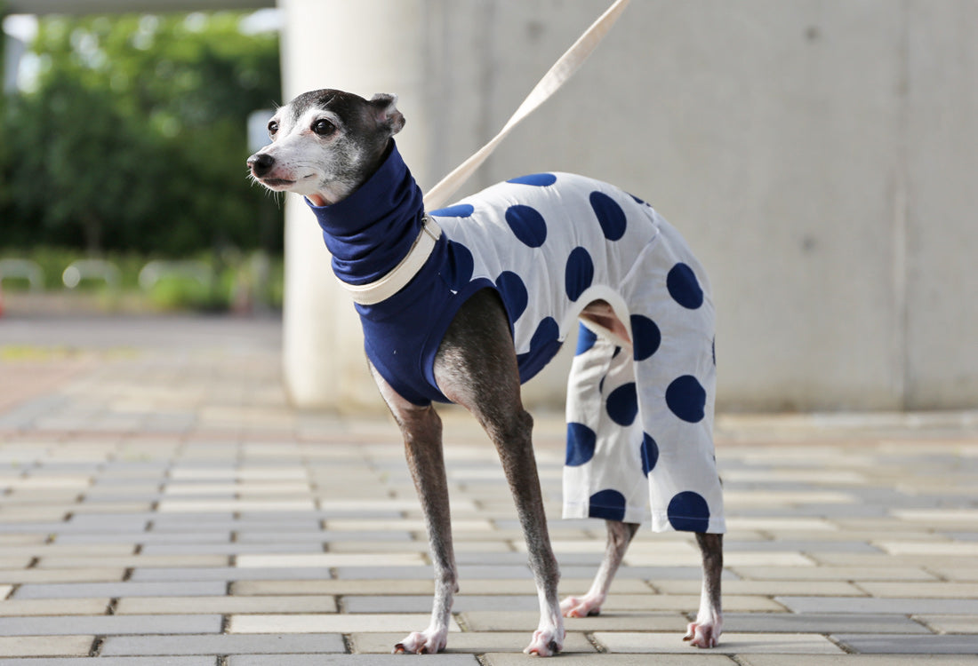 Mizutama (navy) - Italian Greyhound Clothes