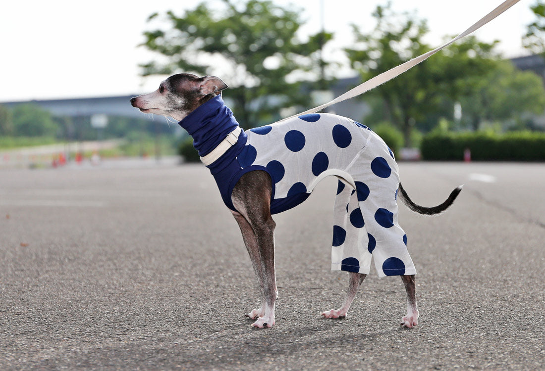 Mizutama (navy) - Italian Greyhound Clothes