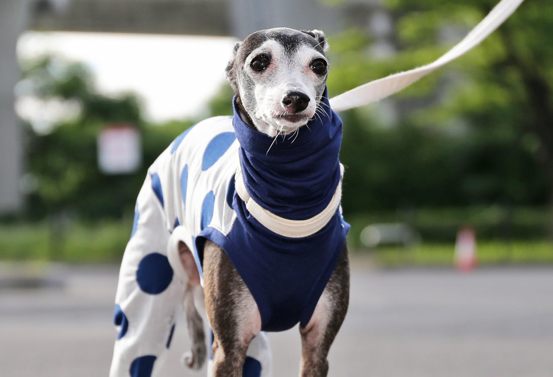 Mizutama (navy) - Italian Greyhound Clothes