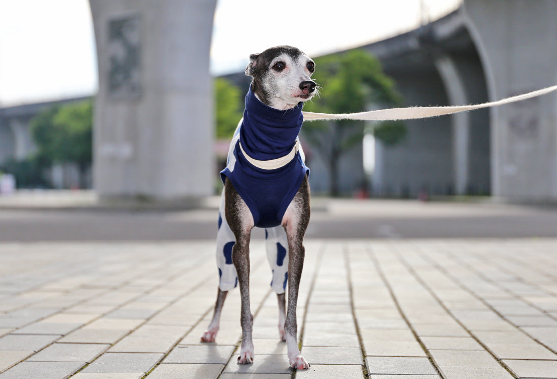 Mizutama (navy) - Italian Greyhound Clothes