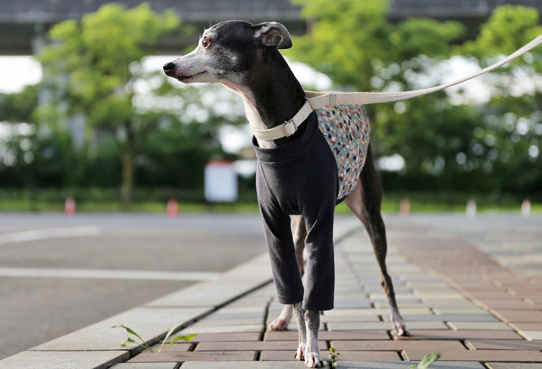 Wagara-chirimen  (seiji)