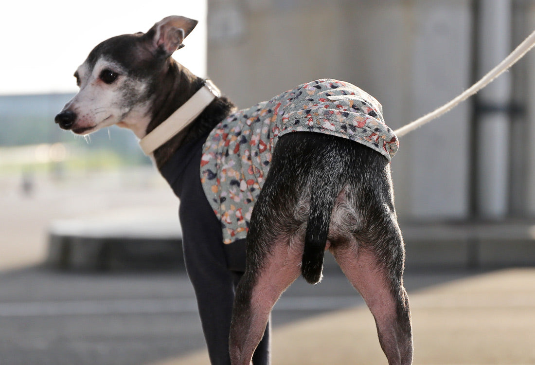 Wagara-chirimen  (seiji)