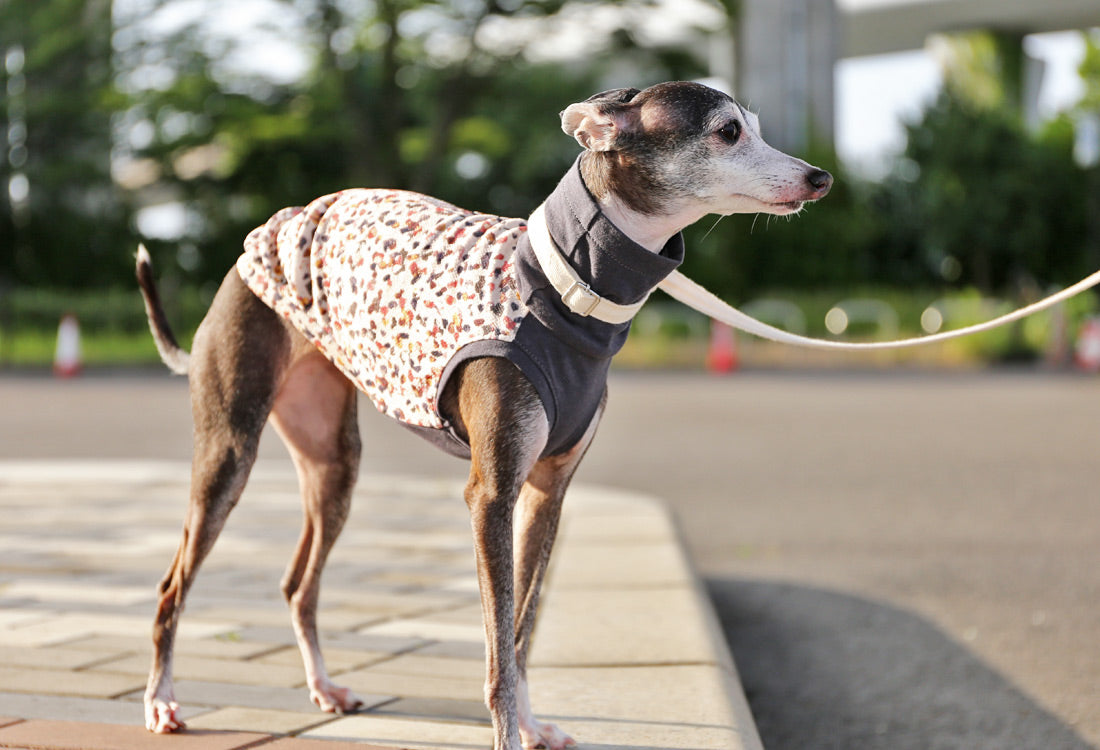 Wagara-chirimen  (kou)