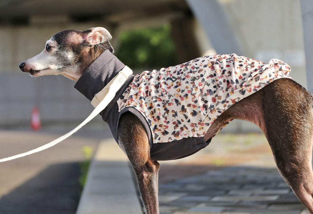 Wagara-chirimen  (kou)