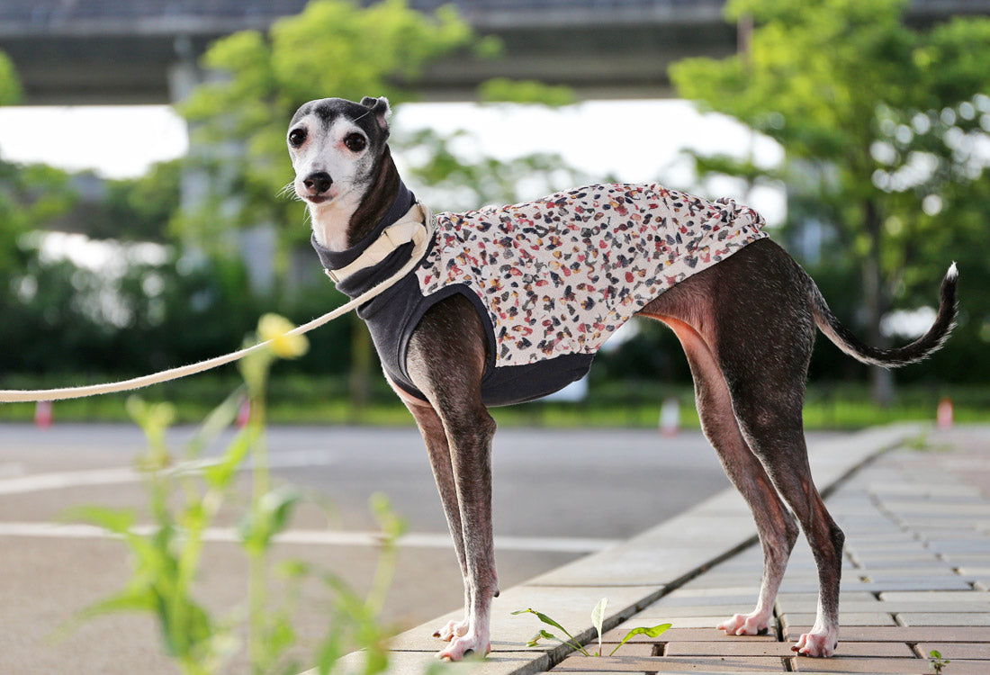 Wagara-chirimen  (kou)