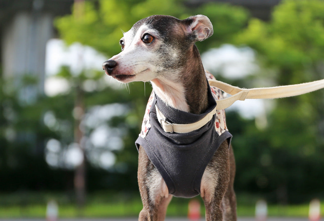 Wagara-chirimen  (kou)