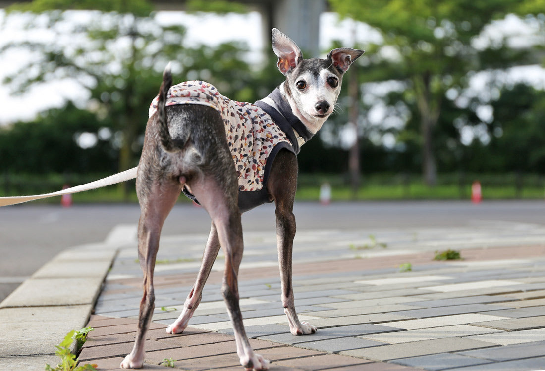 Wagara-chirimen  (kou)