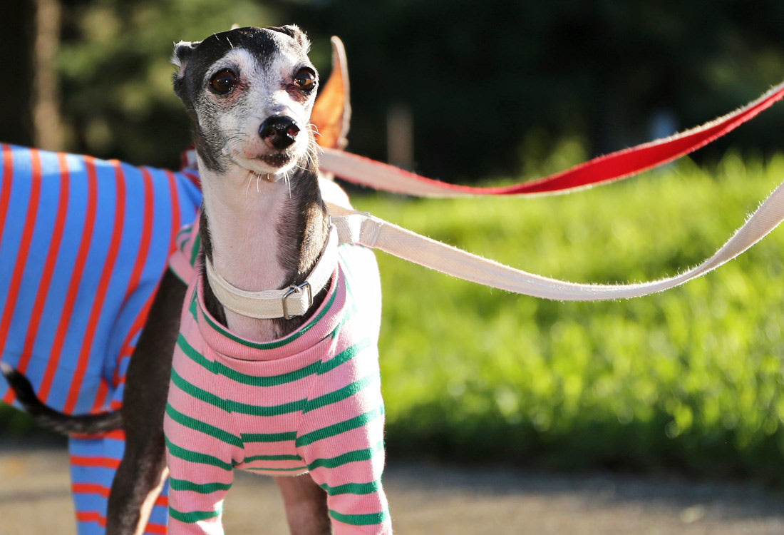 Cotton stripe (pink) - Italian Greyhound Clothes