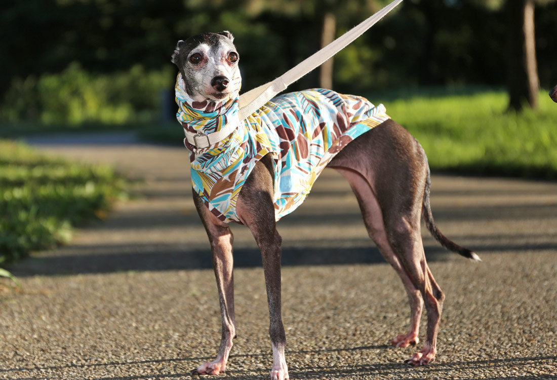 Botanical pattern (horizon blue) - Italian Greyhound Clothes