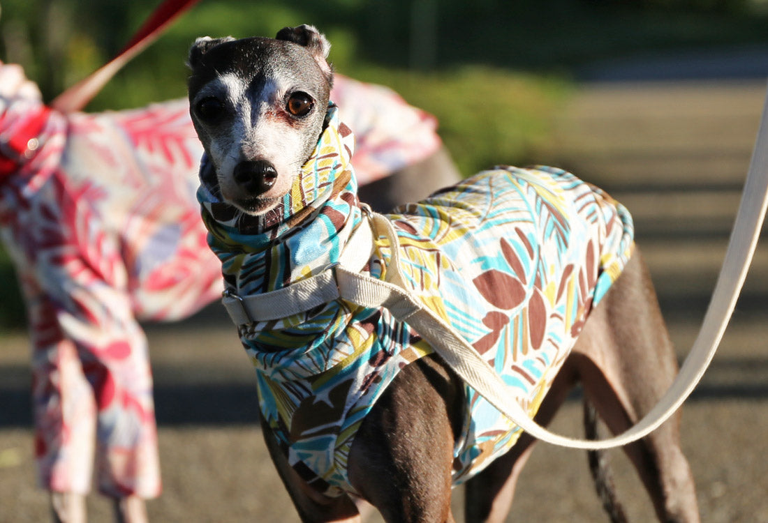 Botanical pattern (horizon blue) - Italian Greyhound Clothes