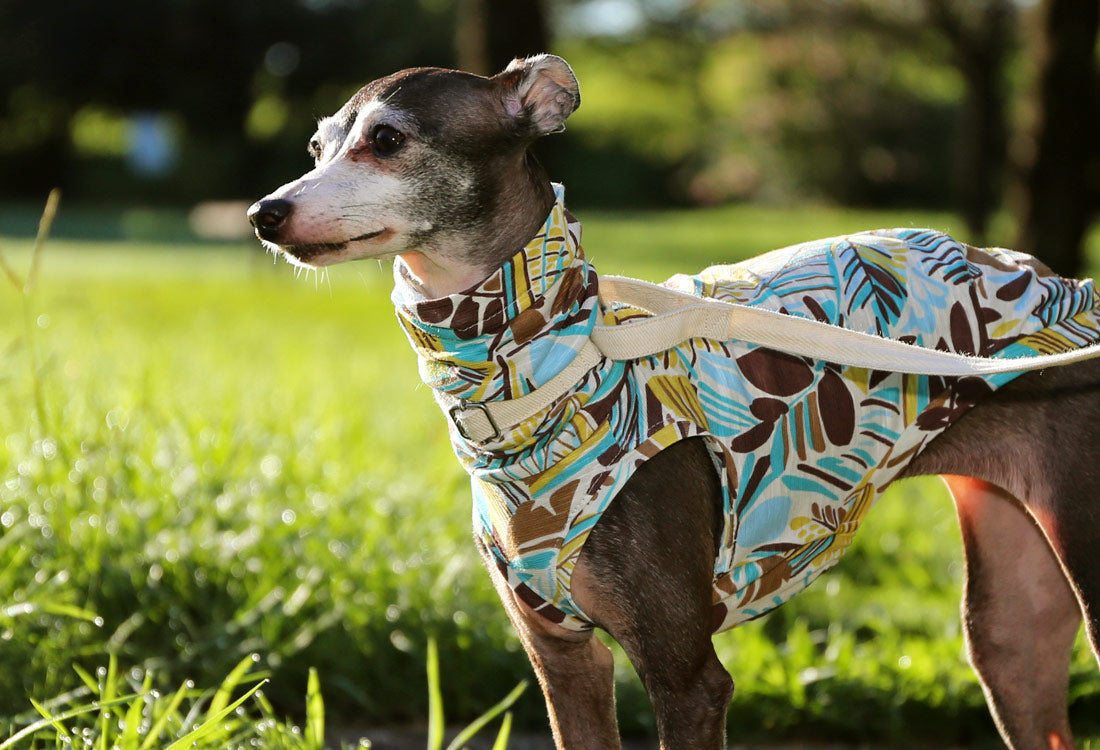 Botanical pattern (horizon blue) - Italian Greyhound Clothes