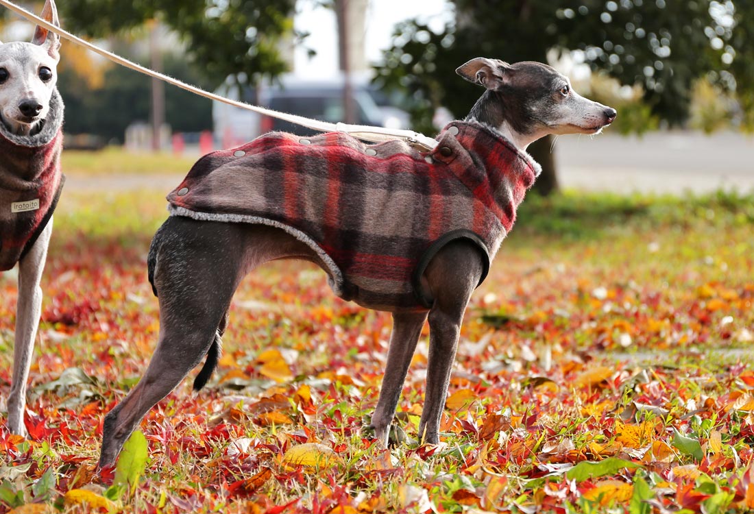 Greyhound leg outlet warmers