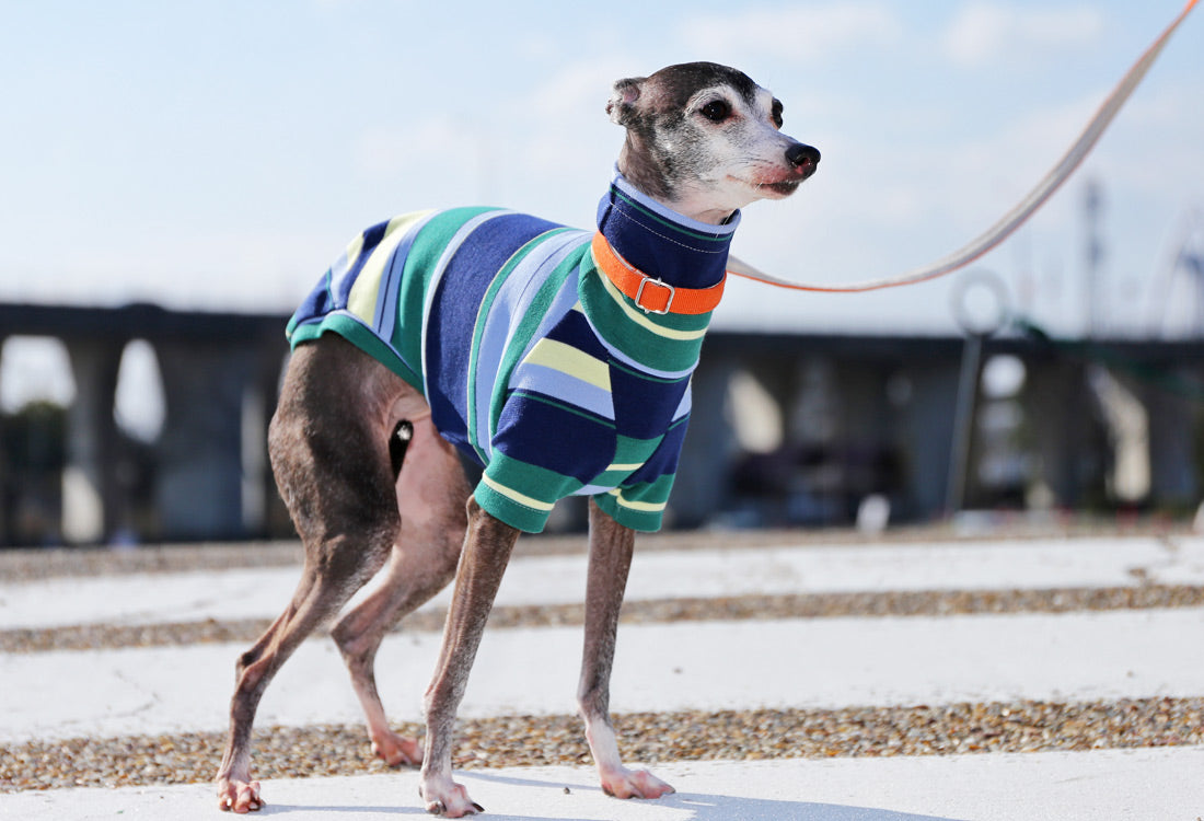 70s stripes (navy blue) - Italian Greyhound Clothes