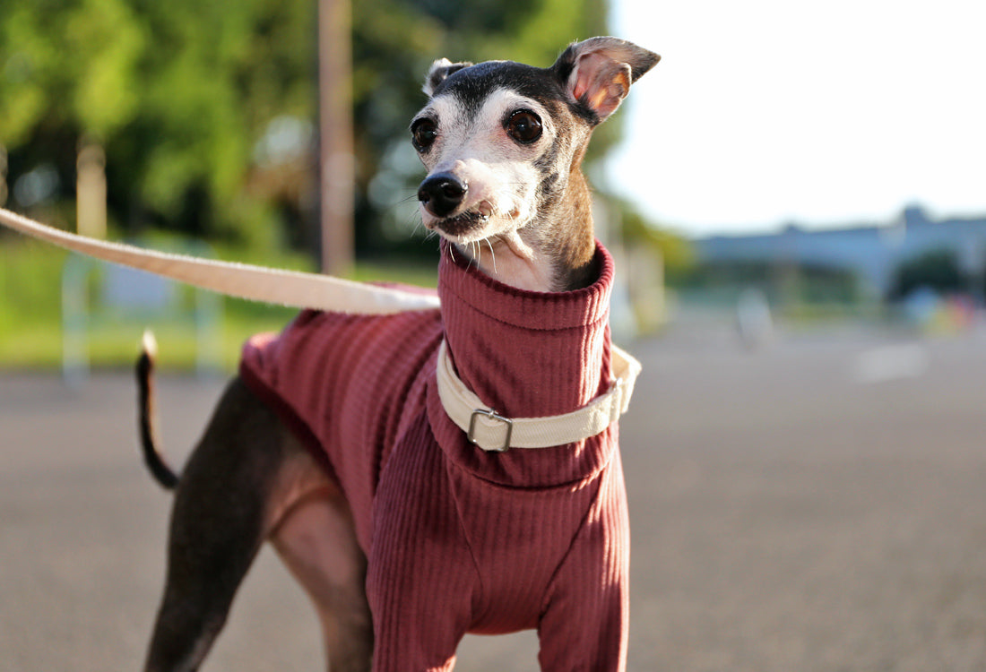 PIQUE bomber (burgundy)- Italian Greyhound Clothes