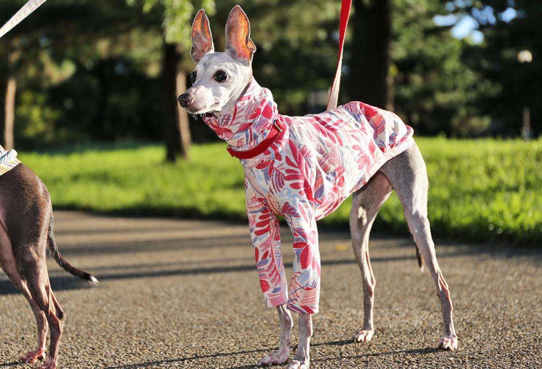 Botanical pattern (pink) - Italian Greyhound Clothes