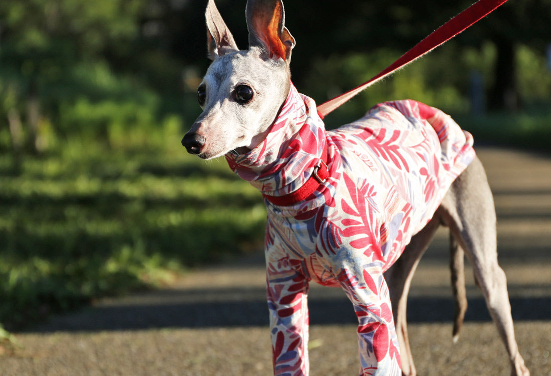 Botanical pattern (pink) - Italian Greyhound Clothes