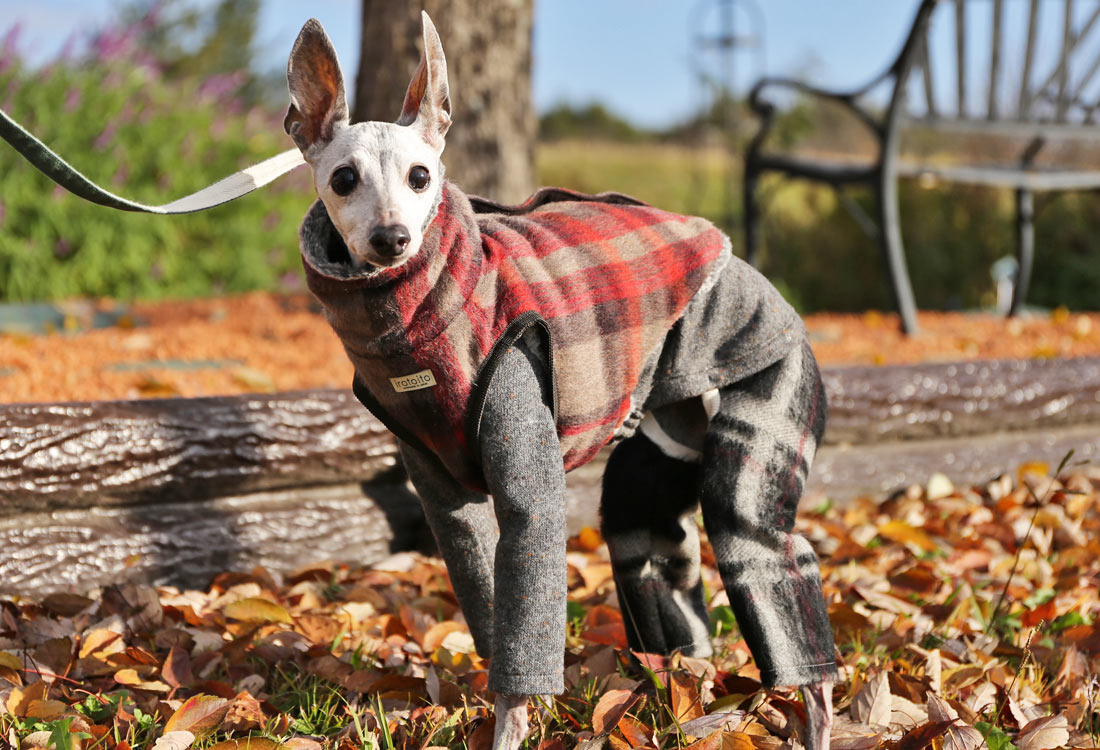 Italian greyhound hotsell wearing clothes