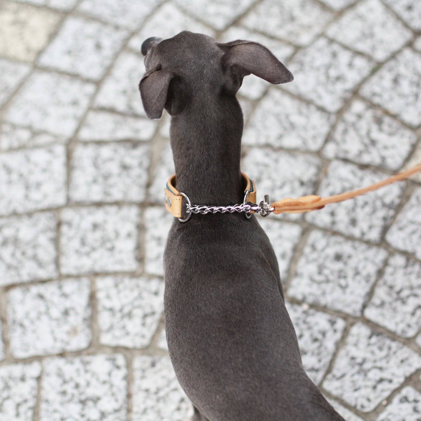 Italian leather half choke collar (cerulean blue)