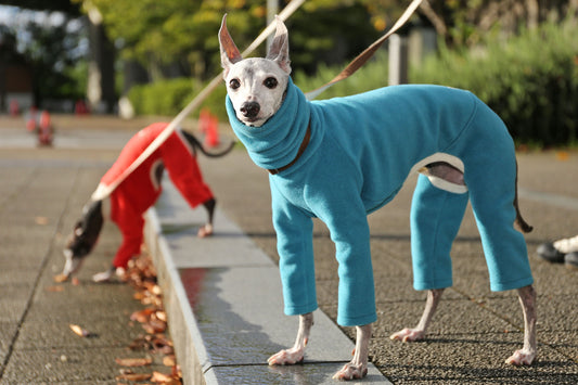 New Fall/Winter Italian Greyhound Clothing Now Available!