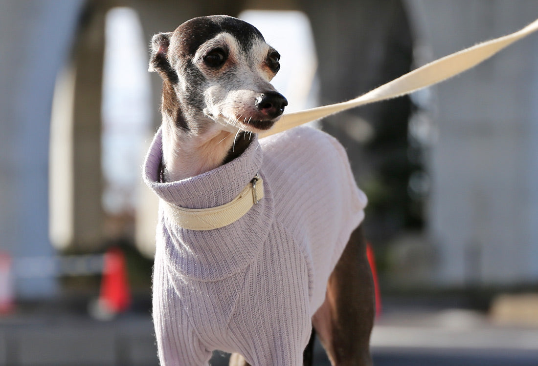 Rib knit (lilac) - Italian Greyhound Clothes