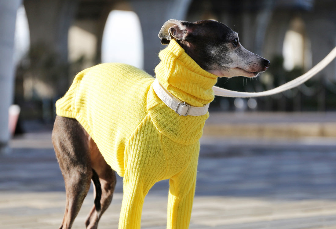 Rib knit (lemon yellow) - Italian Greyhound Clothes