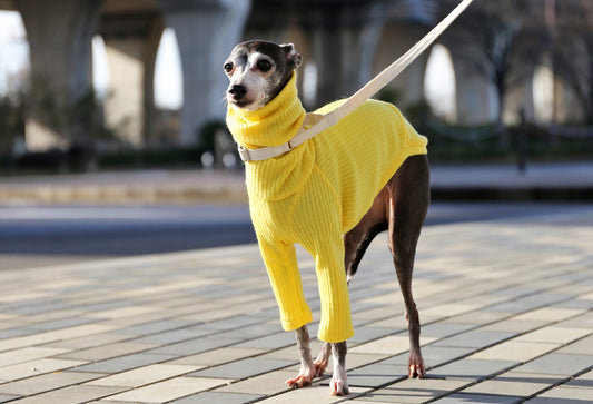 Rib knit (lemon yellow) - Italian Greyhound Clothes