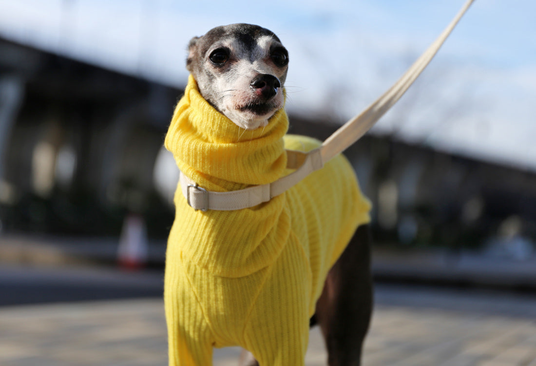 Rib knit (lemon yellow) - Italian Greyhound Clothes