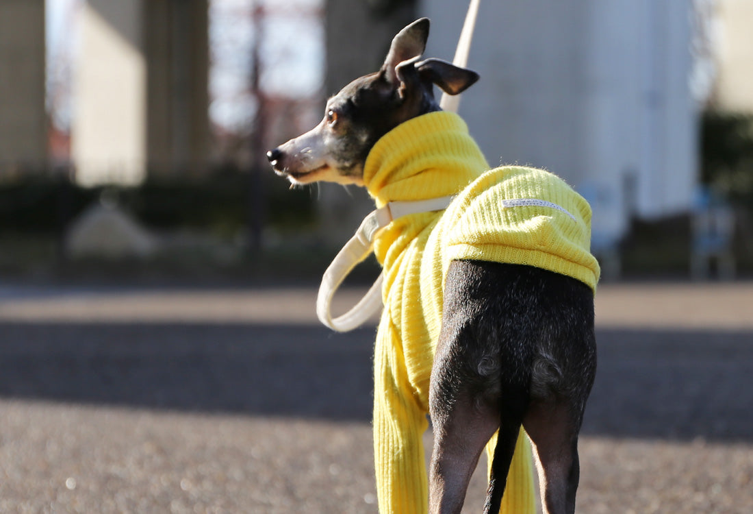 Rib knit (lemon yellow) - Italian Greyhound Clothes