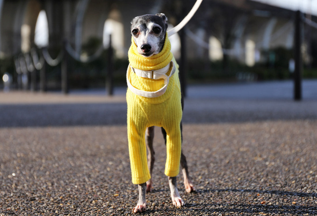 Rib knit (lemon yellow) - Italian Greyhound Clothes