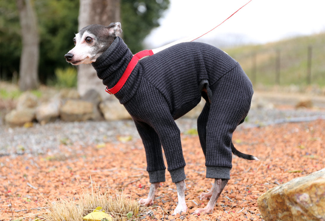 Waffle knit (black) - Italian Greyhound Clothes