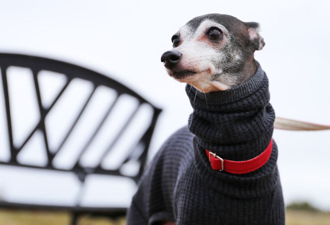 Waffle knit (black) - Italian Greyhound Clothes