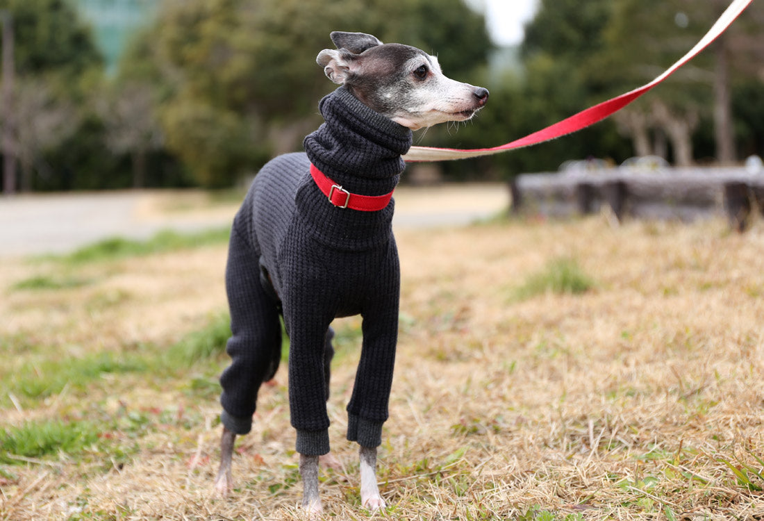 Waffle knit (black) - Italian Greyhound Clothes